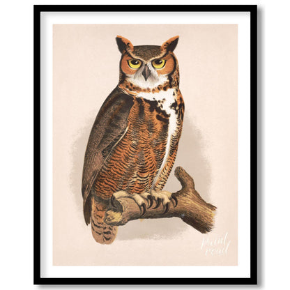 Regal Great Horned Owl Portrait