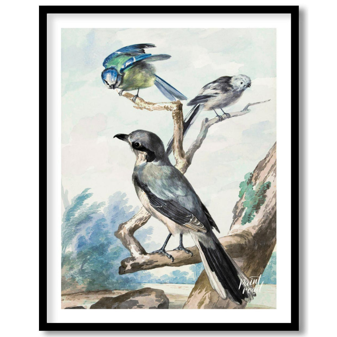 This vintage illustration, reminiscent of Audubon's bird studies, depicts three distinct avian spec… for area