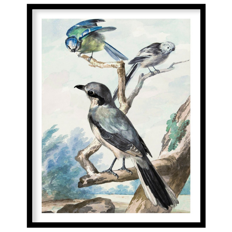 Audubon's Avian Trio