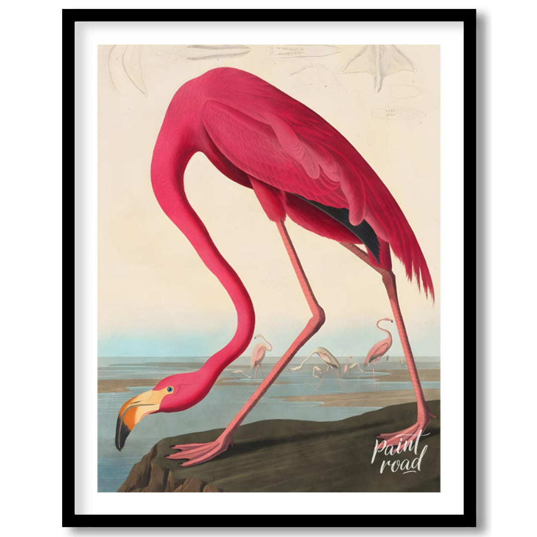 "This illustration, ""American Flamingo"" by John James Audubon, captures the elegant form of the f… for sweet home