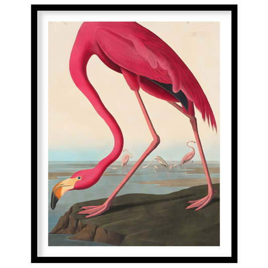 "This illustration, ""American Flamingo"" by John James Audubon, captures the elegant form of the f… for sweet home