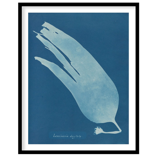 This mesmerizing art print showcases a classic cyanotype, presenting the ethereal silhouette of “La… for room