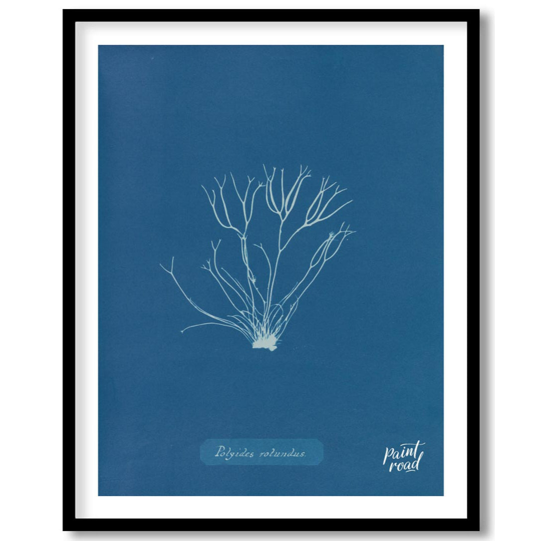 This exquisite art print is a classic cyanotype, capturing the delicate and intricate form of “Poly… for abode