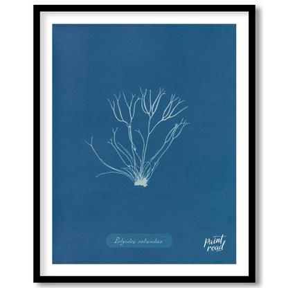 This exquisite art print is a classic cyanotype, capturing the delicate and intricate form of “Poly… for abode