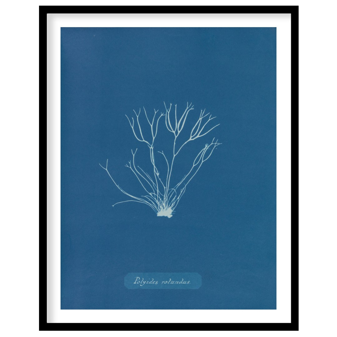 This exquisite art print is a classic cyanotype, capturing the delicate and intricate form of “Poly… for abode