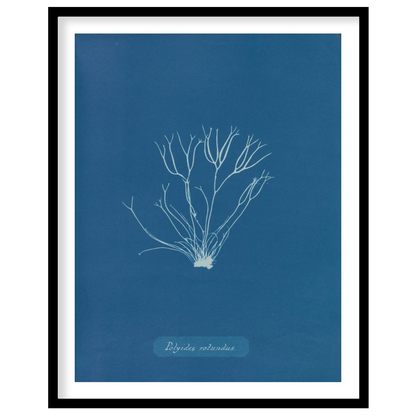 This exquisite art print is a classic cyanotype, capturing the delicate and intricate form of “Poly… for abode