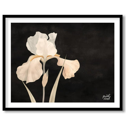 This elegant digital artwork, "Irina's Noir Iris" by Irina Fleming, features a single, luminous whi… for lovely house