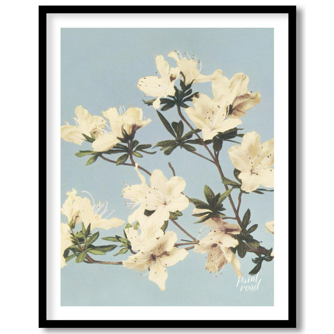 This botanical illustration captures the delicate beauty of white azalea blossoms against a soft, p… for sweet home
