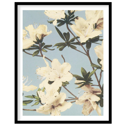 This botanical illustration captures the delicate beauty of white azalea blossoms against a soft, p… for sweet home