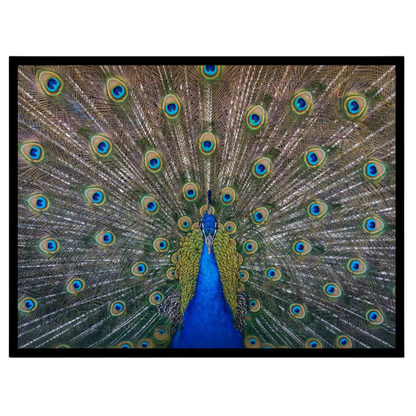 Elevate your space with the vibrant beauty of the Majestic Peacock Splendor Vastu Art Print. This for kitchen