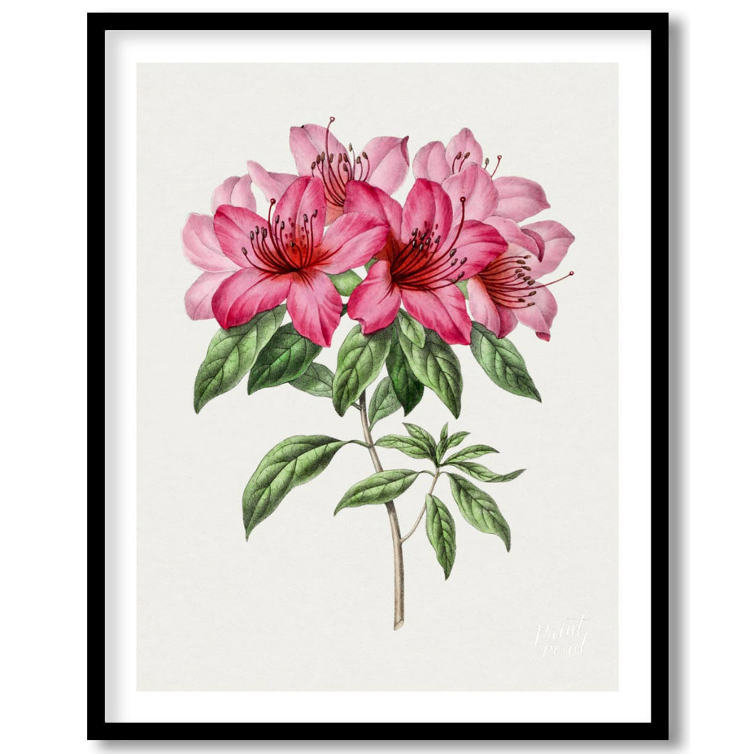 This botanical illustration showcases a vibrant pink azalea flower in full bloom, rendered with met… for lovely house
