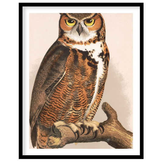 This poster features a striking and detailed illustration of a Great Horned Owl perched on a branch… for kitchen