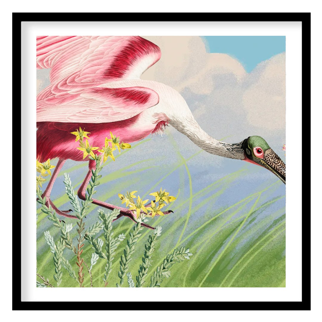 This exquisite illustration captures the unique beauty of a Roseate Spoonbill, a striking pink bird… for home