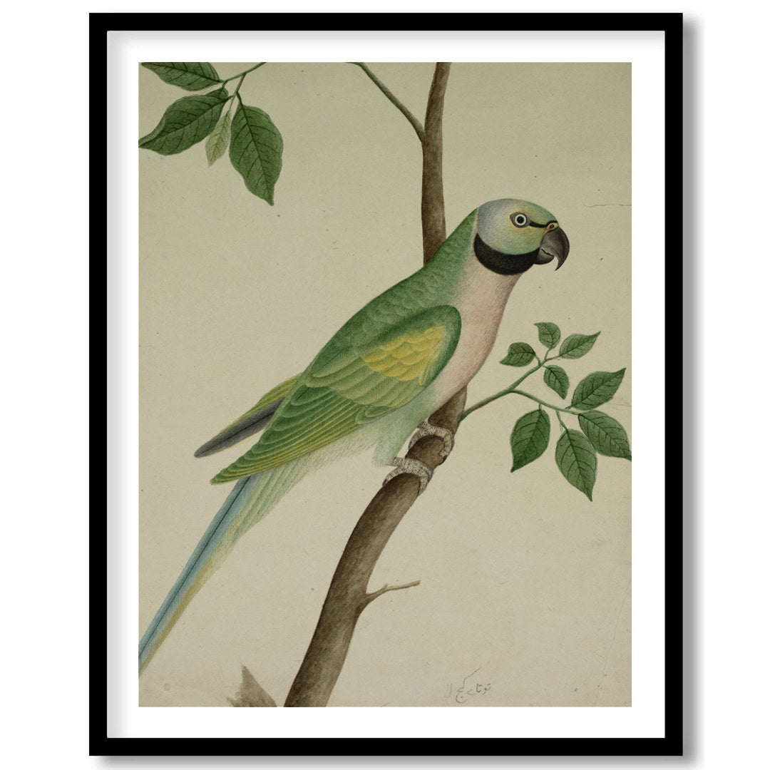 This exquisite vintage botanical illustration captures the charming elegance of a parrot perched on for kitchen