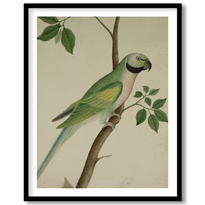 This exquisite vintage botanical illustration captures the charming elegance of a parrot perched on for kitchen